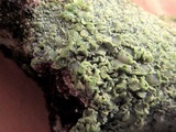 Lecanora strobilina image