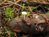 Strobilurus trullisatus image