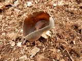 Helvella solitaria image