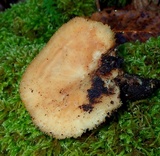Polyporus tuberaster image