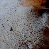 Polyporus tuberaster image