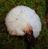 Polyporus tuberaster image