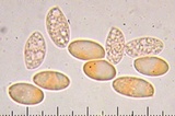 Polyporus tuberaster image