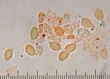 Gymnopus villosipes image