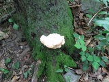 Fomitopsis spraguei image