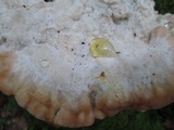Fomitopsis spraguei image