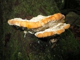 Fomitopsis spraguei image