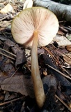 Pluteus leoninus image