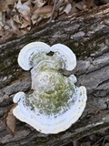 Trametes gibbosa image