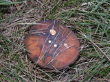 Suillus luteus image