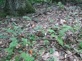 Clavulinopsis aurantiocinnabarina image