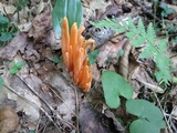 Clavulinopsis aurantiocinnabarina image
