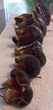 Boletus zelleri image