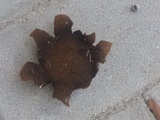 Mycenastrum corium image