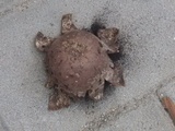 Mycenastrum corium image