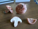 Hygrophorus russula image