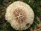 Pluteus petasatus image