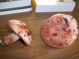 Hygrophorus russula image