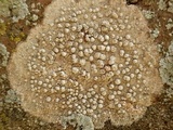 Dirina massiliensis image