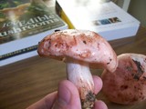 Hygrophorus russula image