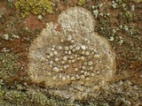 Dirina massiliensis image
