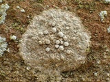 Dirina massiliensis image
