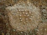 Dirina massiliensis image