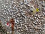 Dirina massiliensis image