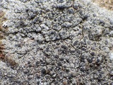 Diplotomma alboatrum image