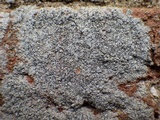 Diplotomma alboatrum image