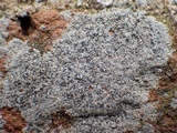 Diplotomma alboatrum image