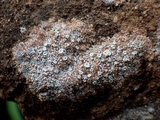 Ochrolechia parella image