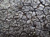 Diploschistes actinostomus image