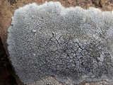 Diploschistes actinostomus image