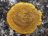 Caloplaca flavescens image