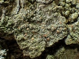 Bacidia rubella image