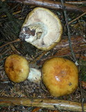 Russula fragrantissima image