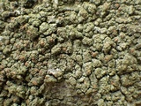 Bacidia rubella image