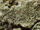 Bacidia rubella image