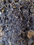Leptogium cyanescens image