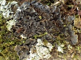 Leptogium cyanescens image