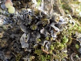 Leptogium cyanescens image