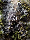 Leptogium cyanescens image