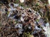 Leptogium cyanescens image