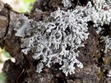 Physcia leptalea image