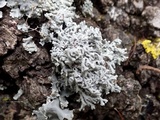 Physcia leptalea image