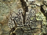 Arthonia radiata image