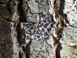 Arthonia radiata image