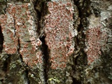 Arthonia cinnabarina image