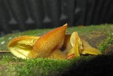 Crepidotus crocophyllus image